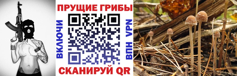 где купить наркотик  Тбилисская  Псилоцибиновые грибы Magic Shrooms 